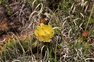 179 8zv. Beaver Creek Canyon hike- flower