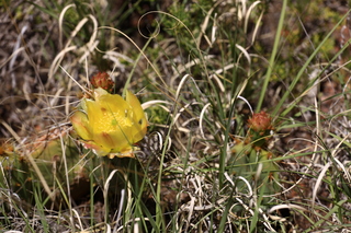 180 8zv. Beaver Creek Canyon hike - flower
