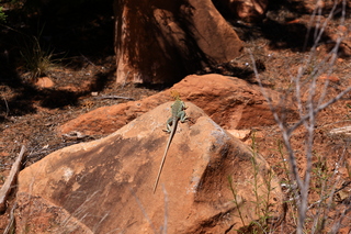 194 8zv. Beaver Creek Canyon hike - lizard
