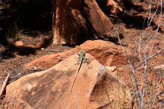 195 8zv. Beaver Creek Canyon hike - lizard