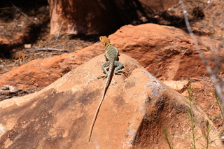 196 8zv. Beaver Creek Canyon hike - lizard