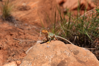 198 8zv. Beaver Creek Canyon hike - lizard