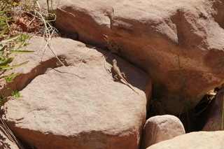 298 8zv. Beaver Creek Canyon hike - lizard