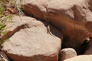 299 8zv. Beaver Creek Canyon hike - lizard