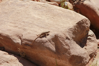300 8zv. Beaver Creek Canyon hike - lizard