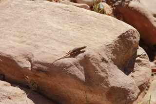 301 8zv. Beaver Creek Canyon hike - lizard