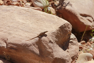 302 8zv. Beaver Creek Canyon hike - lizard