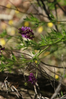 305 8zv. Beaver Creek Canyon hike - flowers