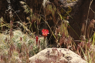 306 8zv. Beaver Creek Canyon hike - flower