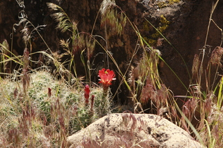 307 8zv. Beaver Creek Canyon hike - flower