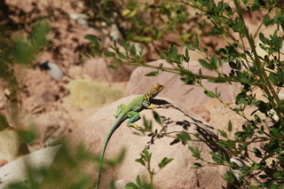 317 8zv. Beaver Creek Canyon hike - lizard