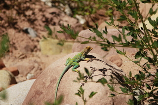 318 8zv. Beaver Creek Canyon hike - lizard