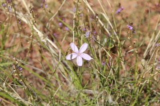 330 8zv. Beaver Creek Canyon hike - flower
