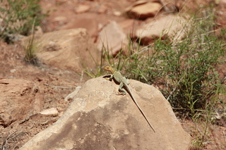 332 8zv. Beaver Creek Canyon hike - lizard