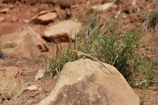 333 8zv. Beaver Creek Canyon hike - lizard