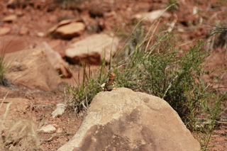 334 8zv. Beaver Creek Canyon hike - lizard
