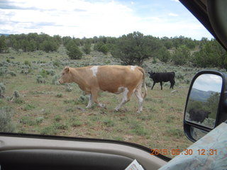 drive to Calamity Mine - cows