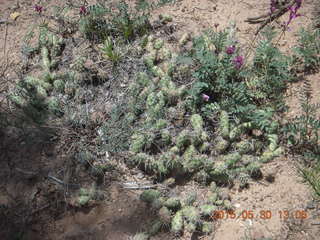 242 8zw. drive to Calamity Mine - cactus