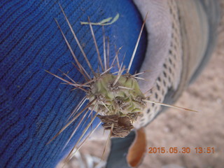 drive to Calamity Mine - cactus stuck to my ankle