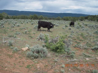 Calamity Mine camp site - cows