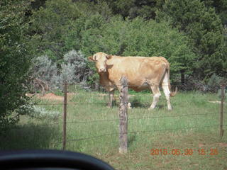312 8zw. drive from Calamity Mine - cow