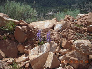 drive from Calamity Mine - flowers