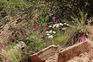 493 8zw. drive to Calamity Mine - difficult side road - flowers