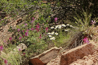 494 8zw. drive to Calamity Mine - difficult side road - flowers