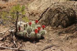 515 8zw. Calamity Mine drive - cactus flowers