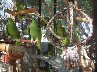 Uganda - Mountain of the Moon hotel - birds