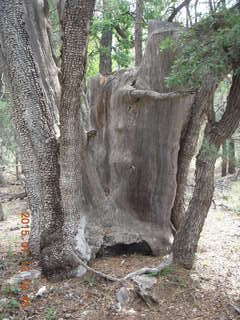 Debbie's and Ted's cabin - hike - Adam in tree