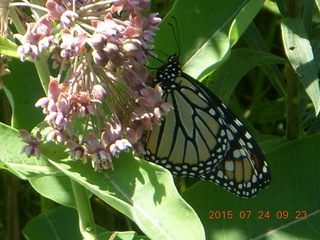 104 91q. Afton, Minnesota, run - butterfly