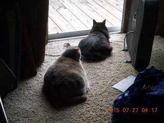 cats on my bed - Maria, Penny, Max