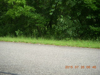 Afton, Minnesota, run - trees