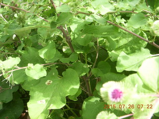 Afton, Minnesota run