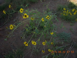 Mystic Bluffs (NM26), New Mexico, trip - flowers