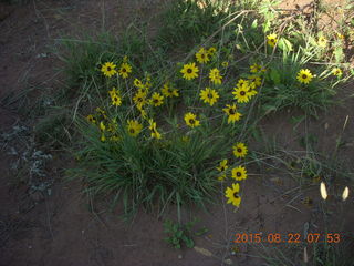 Mystic Bluffs (NM26), New Mexico, trip - flowers