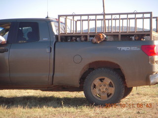 Young International - dogs in a truck