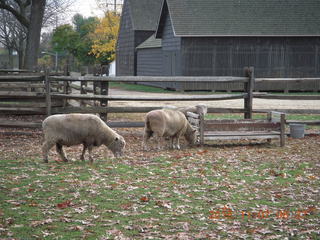 Holmdel Park - sheep