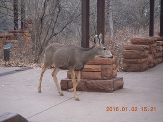 53 972. Zion National Park - Visitors Center - mule deer up close
