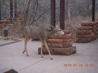 54 972. Zion National Park - Visitors Center - mule deer up close