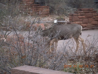 Zion National Park - Visitors Center - mule deer up close