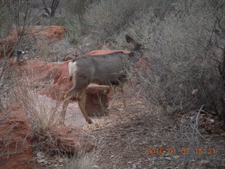 56 972. Zion National Park - Visitors Center - mule deer up close