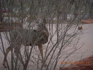 57 972. Zion National Park - Visitors Center - mule deer up close