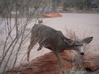 58 972. Zion National Park - Visitors Center - mule deer up close