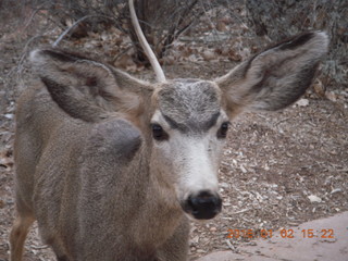 59 972. Zion National Park - Visitors Center - mule deer up close