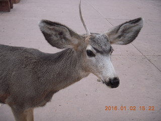 60 972. Zion National Park - Visitors Center - mule deer up close