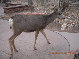 61 972. Zion National Park - Visitors Center - mule deer up close