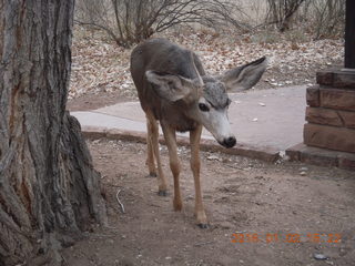 62 972. Zion National Park - Visitors Center - mule deer up close