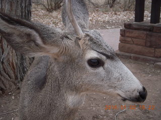 63 972. Zion National Park - Visitors Center - mule deer up close